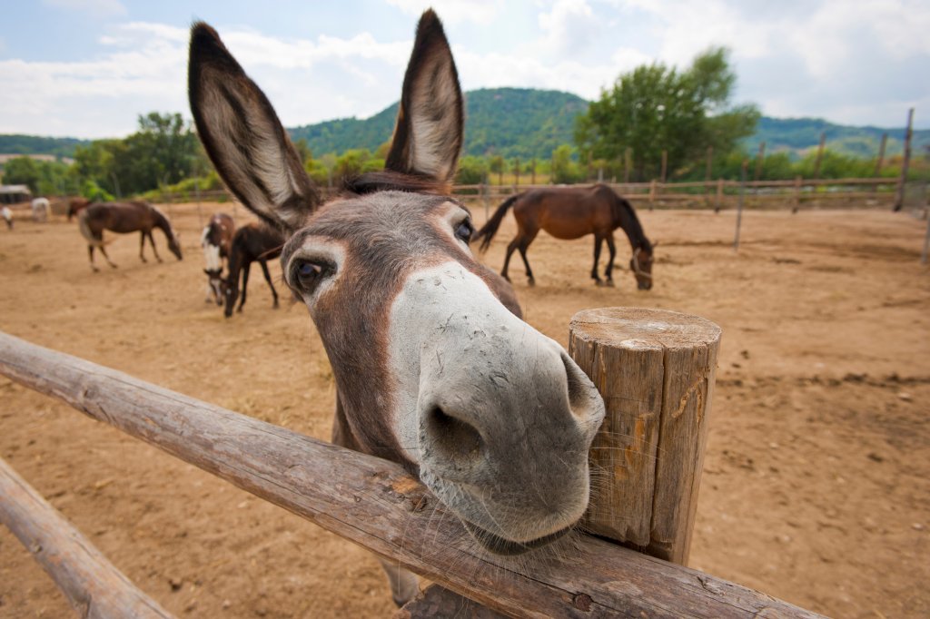 Donkey by a fence.